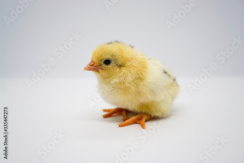 A newly hatched yellow chick