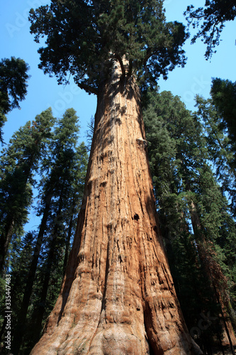 California / USA - August 23, 2015: The giant sequoia General Sherman detail in Sequoia National Park, California, USA