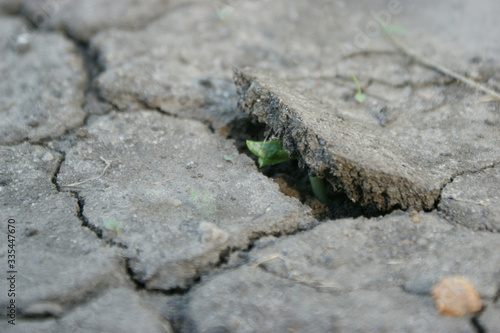 Concept of overcoming obstacles and revival . Lonely green sprout breaks through the dry earth. Life and purpose. Ecology and environment background.