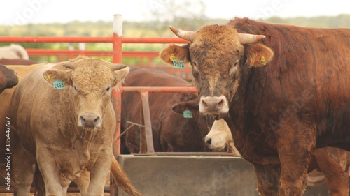 cattle for fattening and raising cattle. oxen