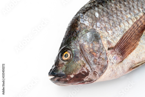 close up Nile tilapia fish isolated on white background.