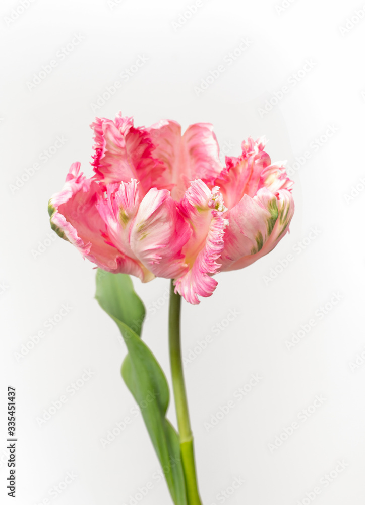 Beautiful single decorative parrot tulip on white background 