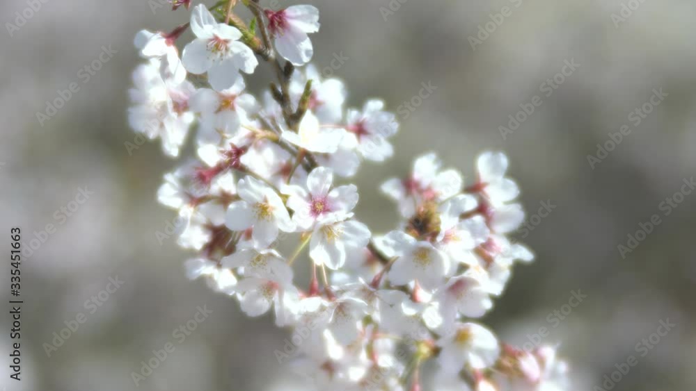 Tokyo,Japan-April 4, 2020: Soft Focus--Cherry blossoms in full bloom in Tokyo.
Tokyo,Japan-April 4, 2020: Soft Focus--Cherry blossoms in full bloom in Tokyo.