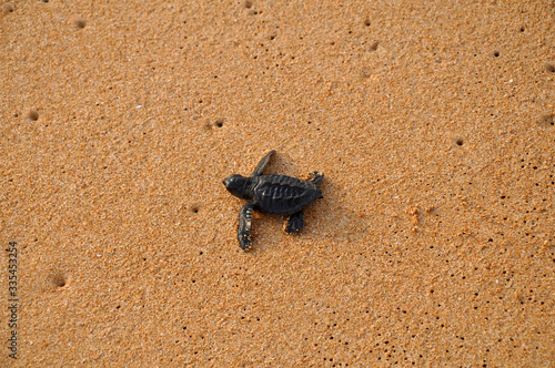 The newborn turtle goes to the Ocean
