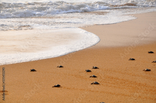 The newborn turtle goes to the Ocean