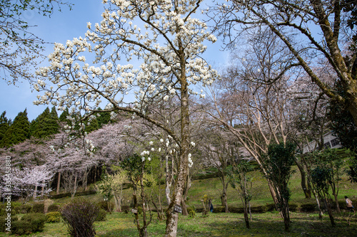 樹木公園にハクモクレンが咲き始める