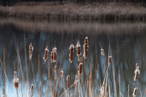reeds in the water