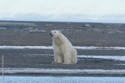 Alaska white polar bear from Arctic photo