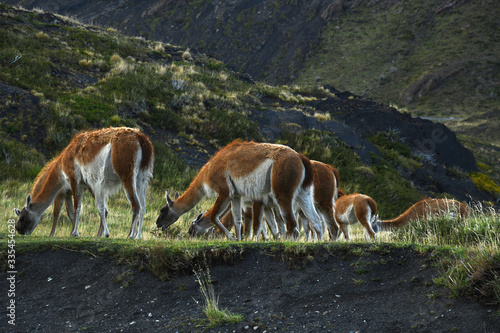 Guanaco from Torres del Paine, Chile