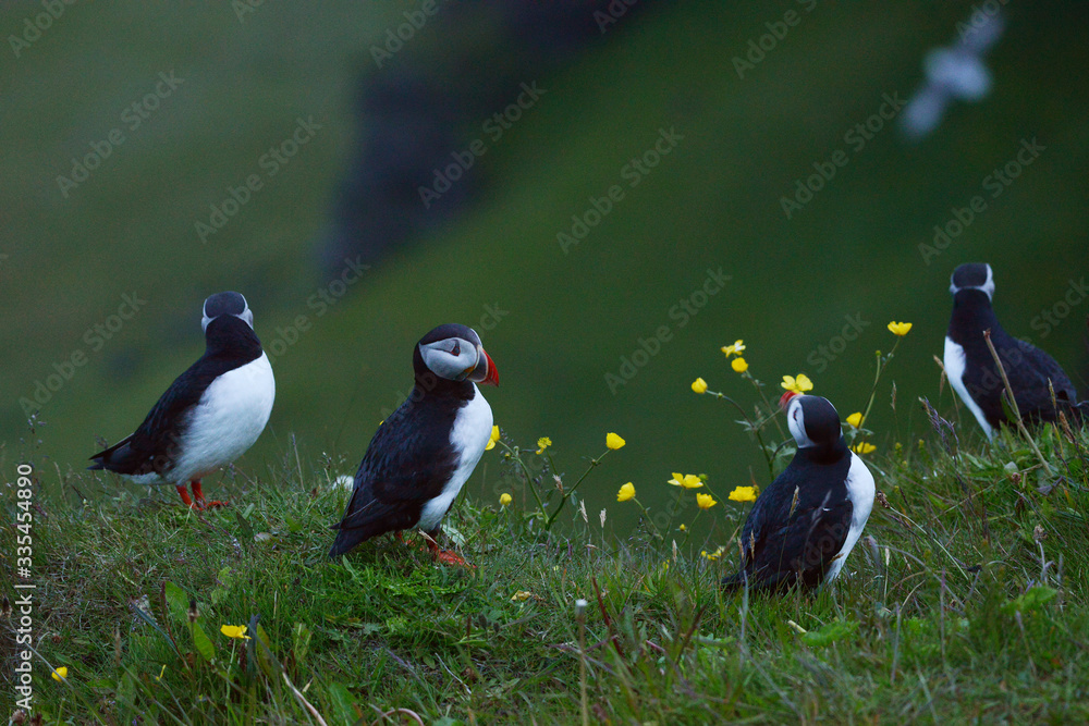 Fototapeta premium Puffin colony at Dyrholaey, Iceland