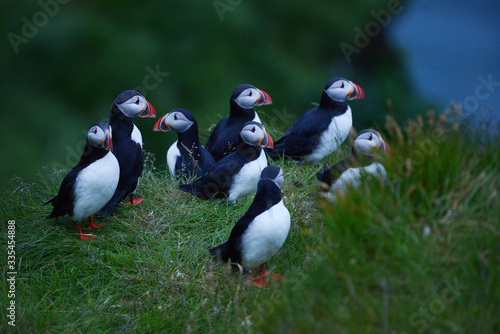 Puffin colony at Dyrholaey, Iceland