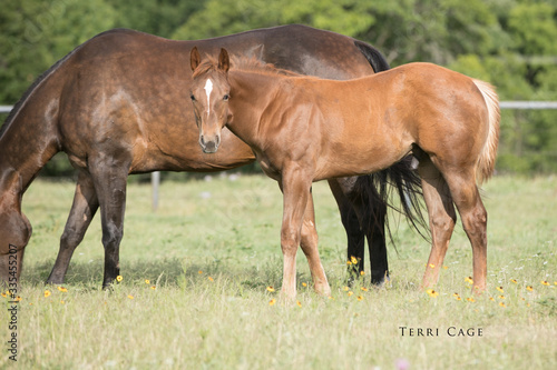 Quarter Horse Foals © Terri Cage 