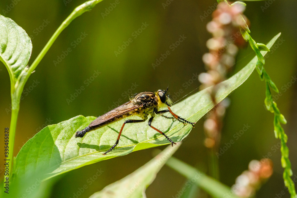Robber Fly (Zosteria rosevillensis) resting on a leaf Robber Fly (Zosteria rosevillensis) resting on a leaf