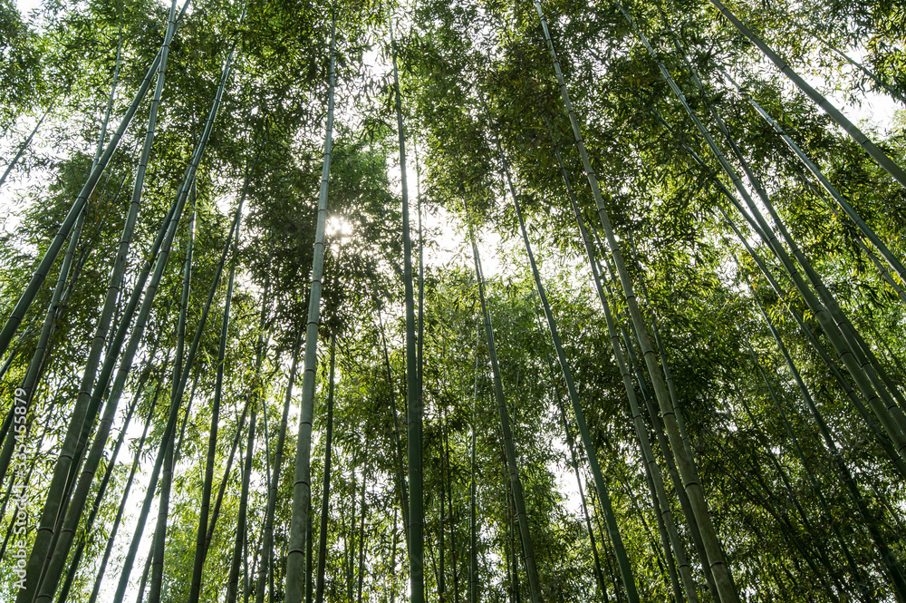 Obraz premium 京都 竹林