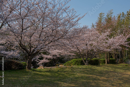 公園の桜