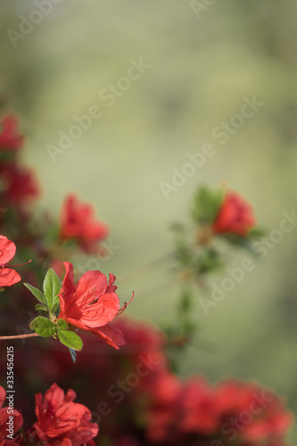 グレーの背景に赤いヤマツツジの花／Rhododendron kaempferi  © yumiko