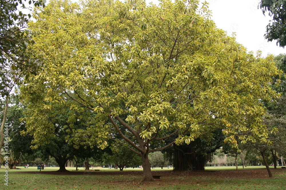 Naklejka premium walking in the park