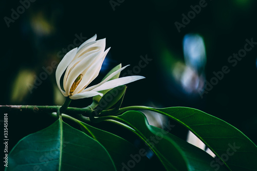White Champaka flowers on the black background. Vintage flowers tone.