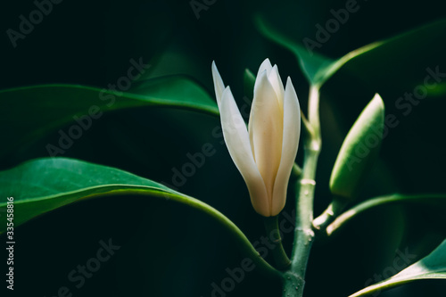 White Champaka flowers on the black background. Vintage flowers tone.