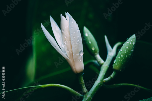 White Champaka flowers on the black background. Vintage flowers tone.