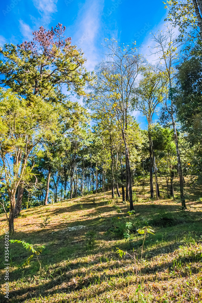 nature forest and sun bright with blue sky background