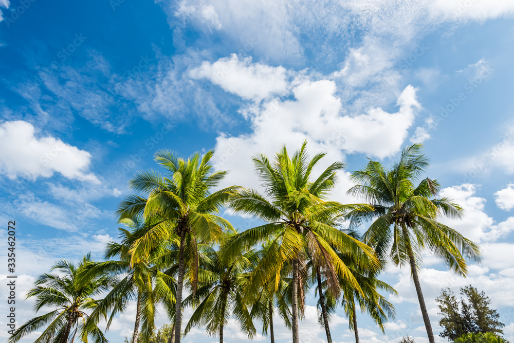 Blue sky background with coconut leaf