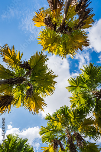 palm tree in Public Park