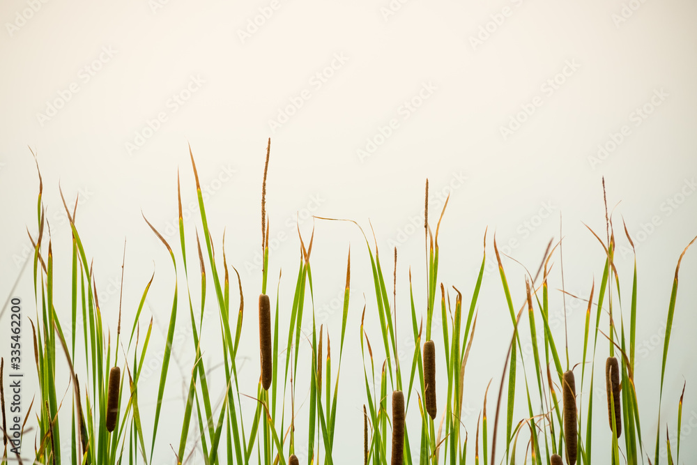 grass flower on sunset background grass flower on sunset background