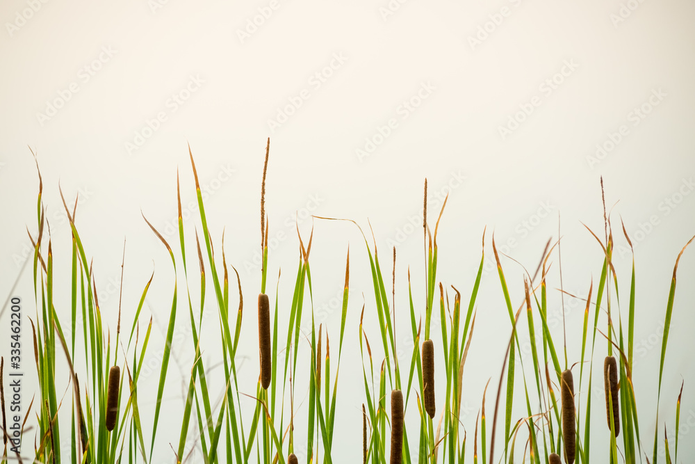 grass flower on sunset background