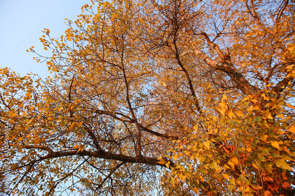 A plane tree with orange leaves and cones against the blue sky in the wind. General plan . Golden leaves in Autumn A plane tree with orange leaves and cones against the blue sky in the wind. General plan . Golden leaves in Autumn