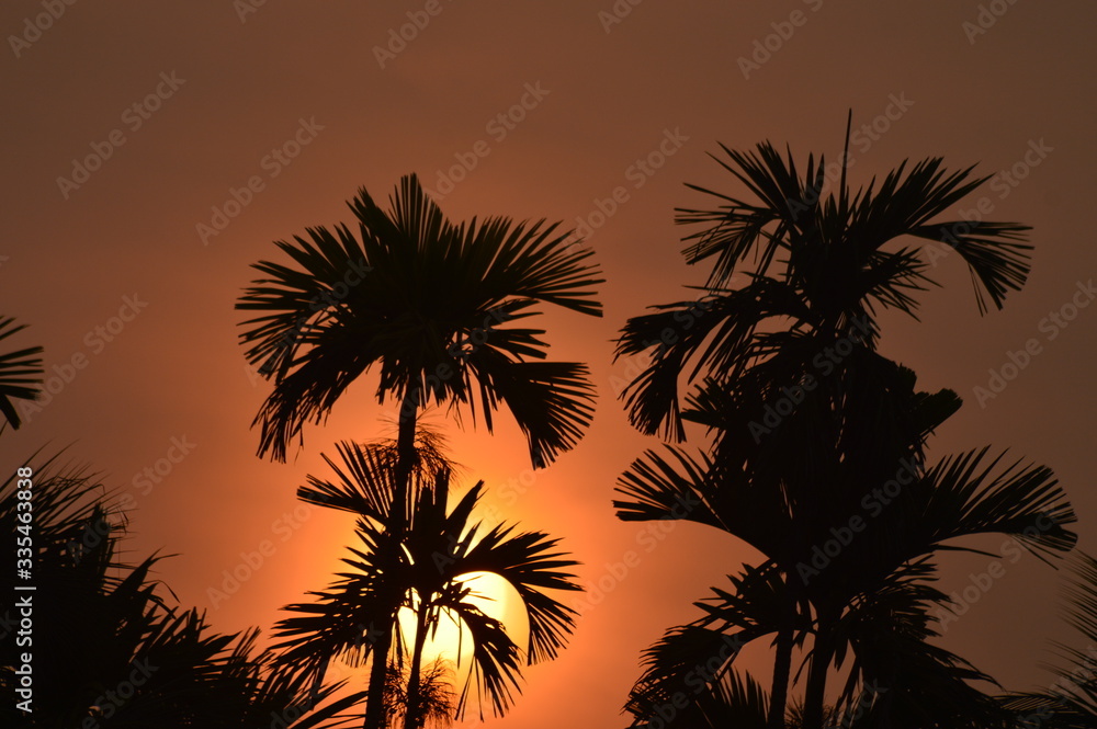 Palm tree and sunrise,sunrise ,palm trees kerala,beautiful background. Palm tree and sunrise,sunrise ,palm trees kerala,beautiful background.