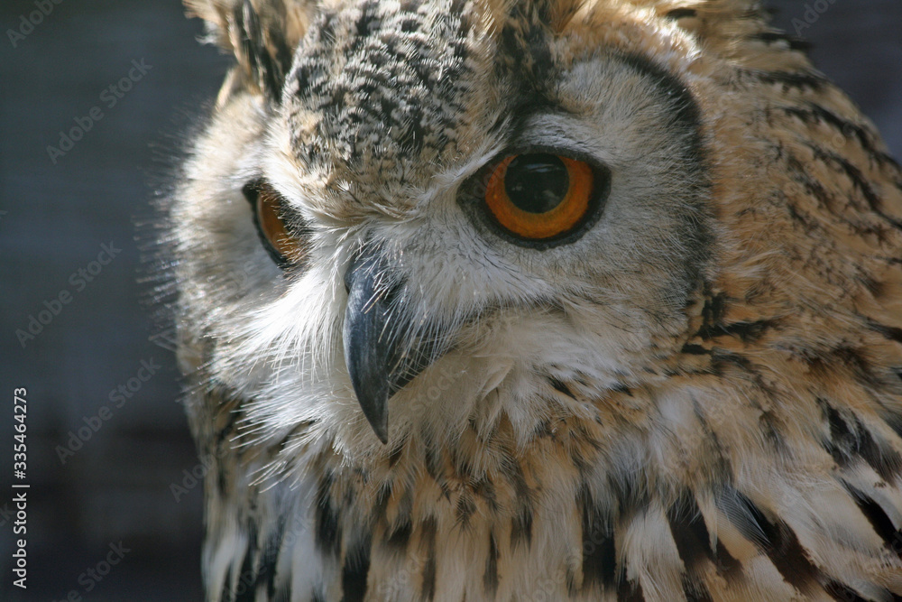 Obraz premium Uhu