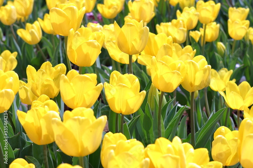 黄色いチューリップ　かわいい　チューリップフェスティバル　カラフルなチューリップ　美しい花　花畑　癒やしの　自然の　