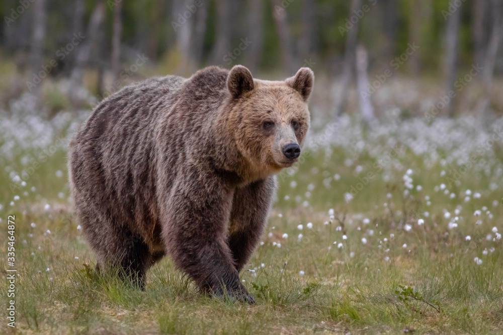 Wilder Braunbär in einem Sumpf in Finnland Wilder Braunbär in einem Sumpf in Finnland