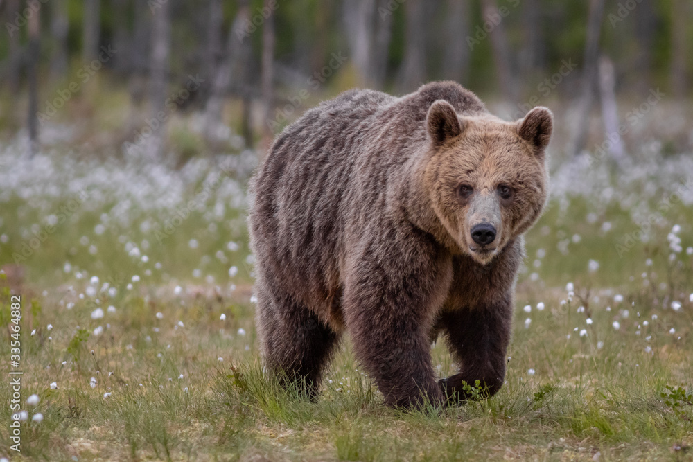 Wilder Braunbär in einem Sumpf in Finnland Wilder Braunbär in einem Sumpf in Finnland