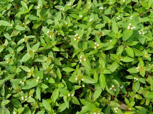 Weeds green in the nature background. Borreria alata grass or javanese called as udel-udelan. © Mang Kelin