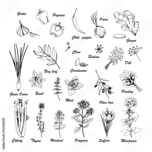 Vector set of botanic illustrations on white background. Hand drawn food collection with seasonings, herbs and vegetables. Perfect for culinary books, magazines, textiles.