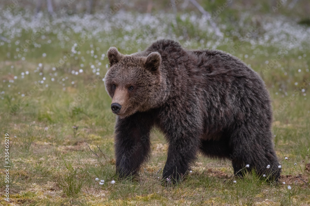 Fototapeta premium Wilder Braunbär in einem Sumpf in Finnland