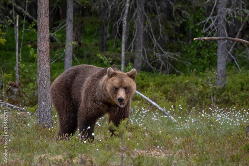 Wilder Braunb  r in einem Sumpf in Finnland