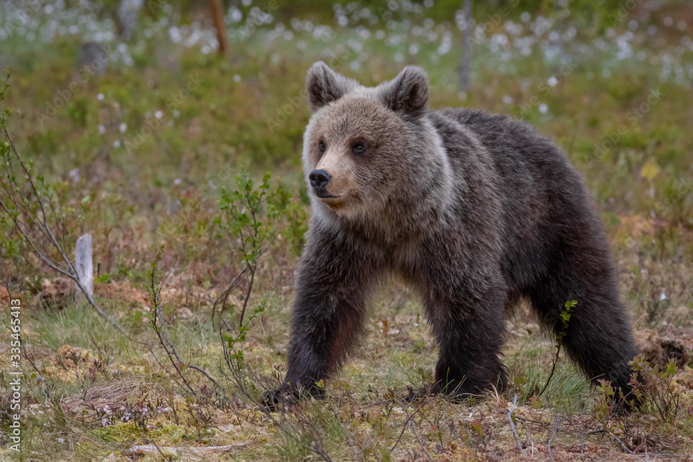 Wilder kleiner Braunbär in einem Sumpf in Finnland Wilder kleiner Braunbär in einem Sumpf in Finnland