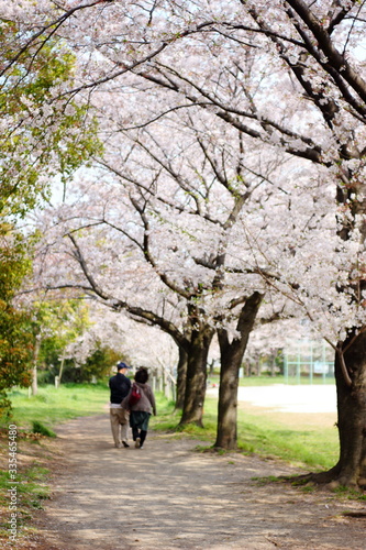 日本埼玉県越谷市出羽公園 美しい桜の景色 市民の憩いの場 桜並木が有名