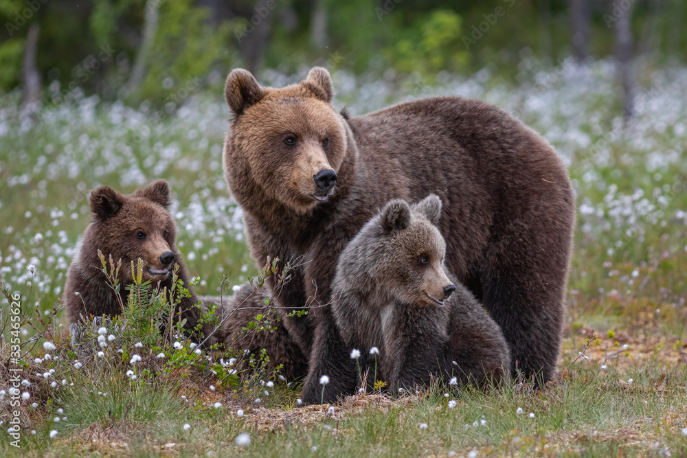 Braunbärfamilie in einem Sumpf in Finnland Braunbärfamilie in einem Sumpf in Finnland