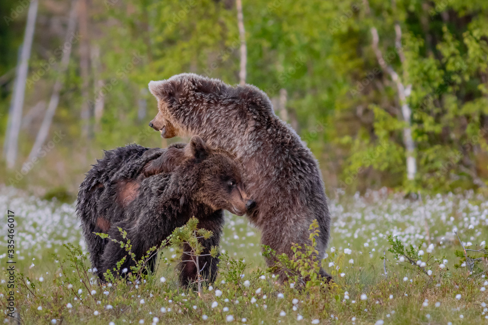 Fototapeta premium Spielende Braunbären in einem Sumpf in Finnland