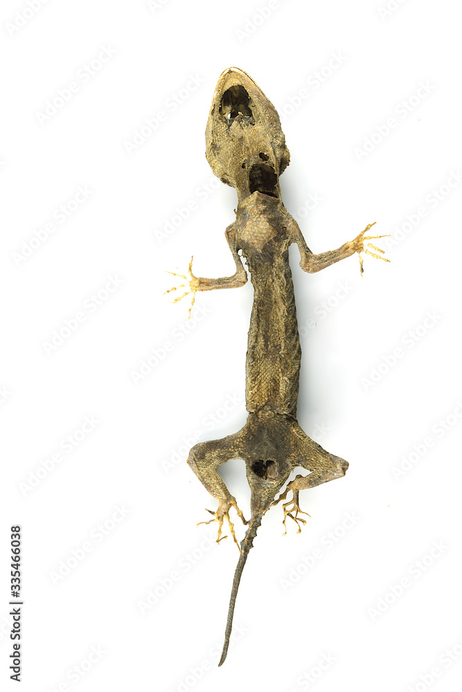 Fototapeta premium A dead dry gecko 7