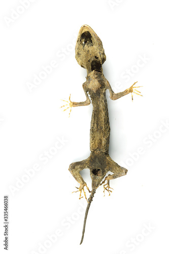 Fototapeta Naklejka Na Ścianę i Meble -  A dead dry gecko 7