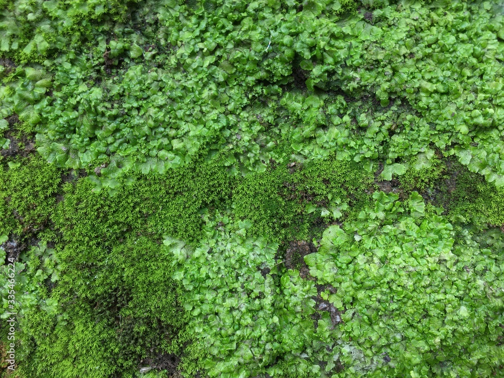Green moss on the old wall
