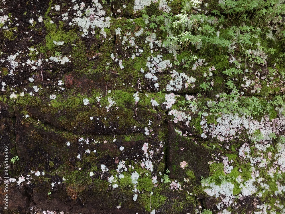 mossy brick walls, old walls in the background
mossy brick walls, old walls in the background