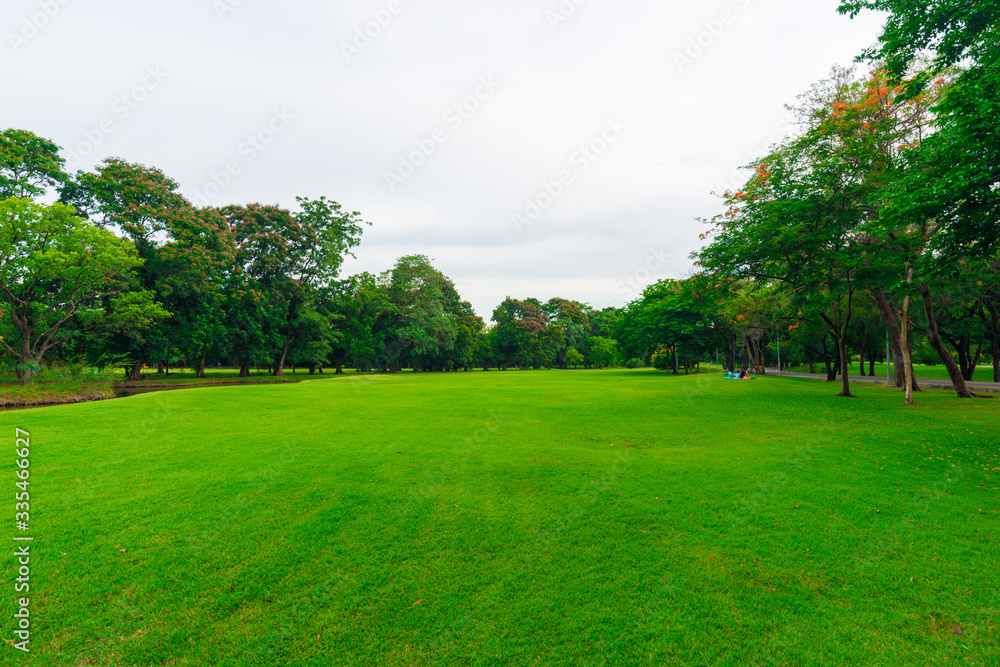Green grass field with tree in public park Green grass field with tree in public park