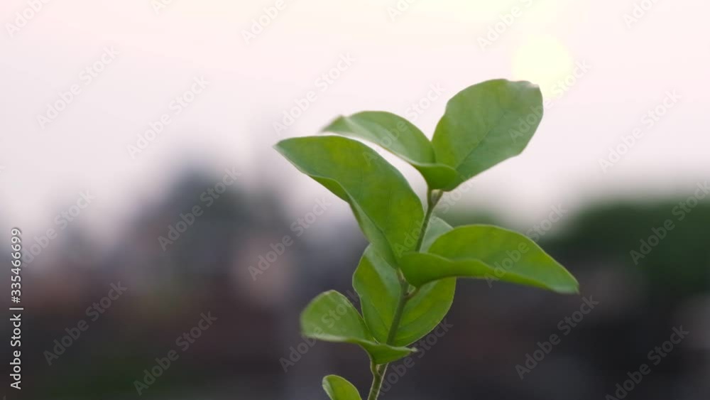 Green leaves are swaying gently in air on the rooftop in slow motion in a summer afternoon . Indian plant and flowers. Green leaves are swaying gently in air on the rooftop in slow motion in a summer afternoon . Indian plant and flowers.