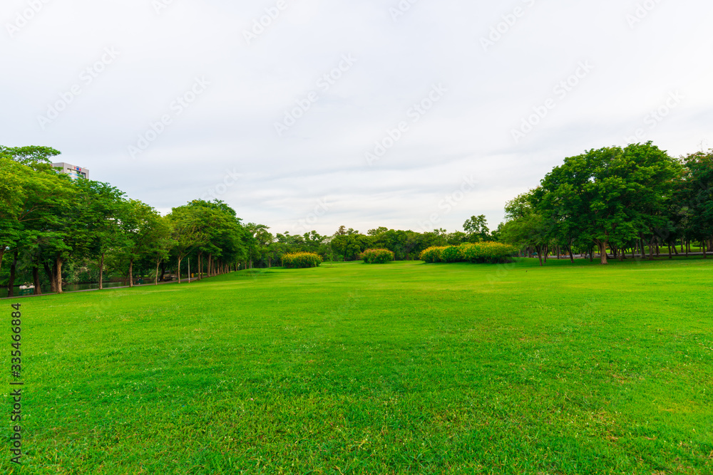 Green grass field with tree in public park